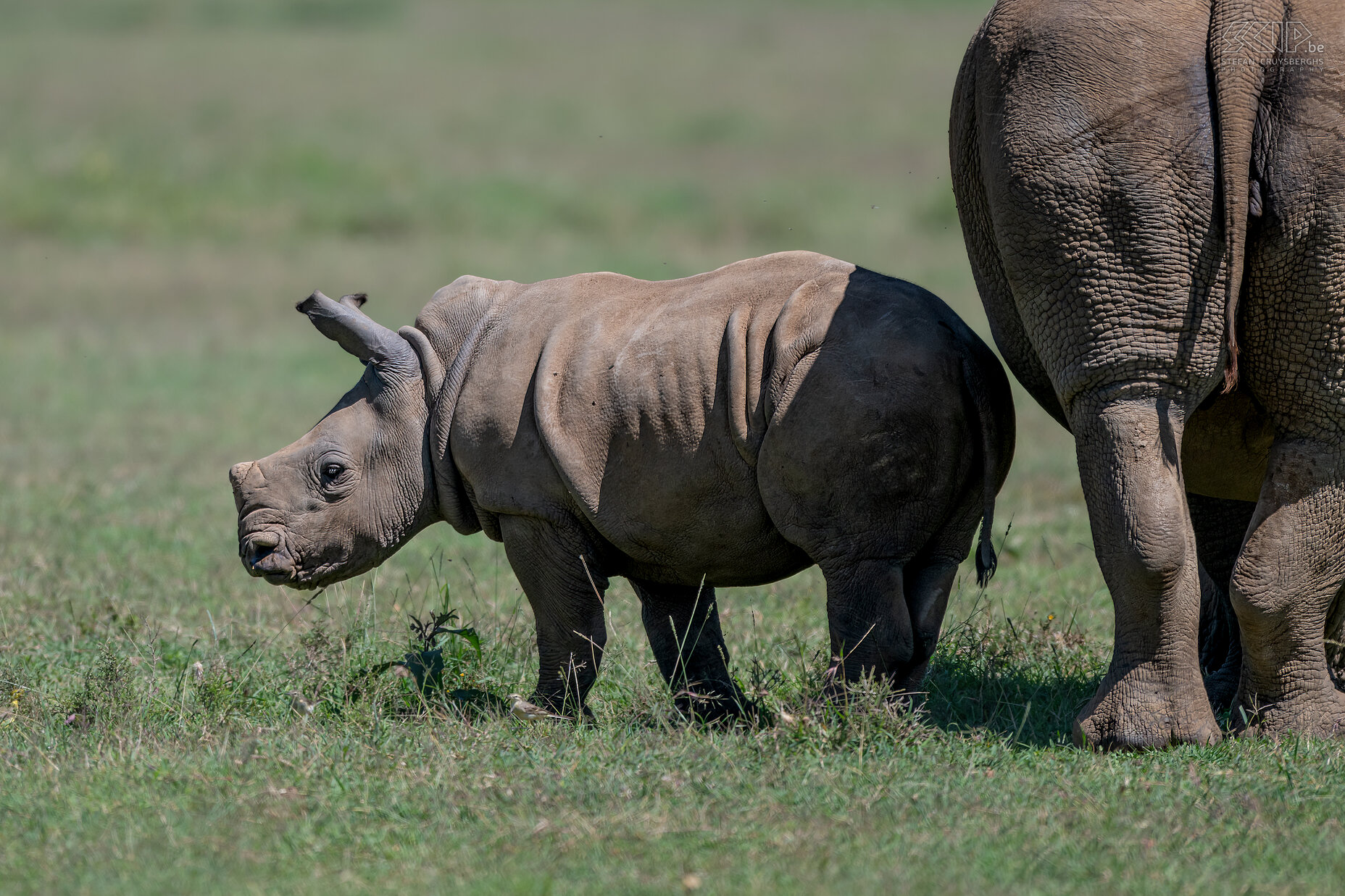 Solio - Young white rhino  Stefan Cruysberghs